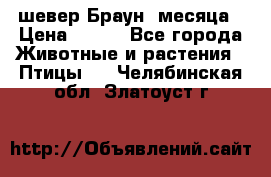 шевер Браун 2месяца › Цена ­ 200 - Все города Животные и растения » Птицы   . Челябинская обл.,Златоуст г.